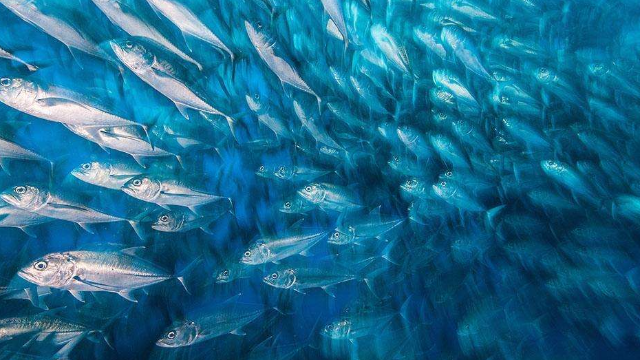 釣魚愛好者最喜歡這種清清淺淺的水裡黑壓壓全是魚