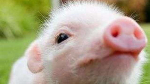 你见过这样可爱的爱吃狗粮的小猪吗有人说他民机猪猪仔