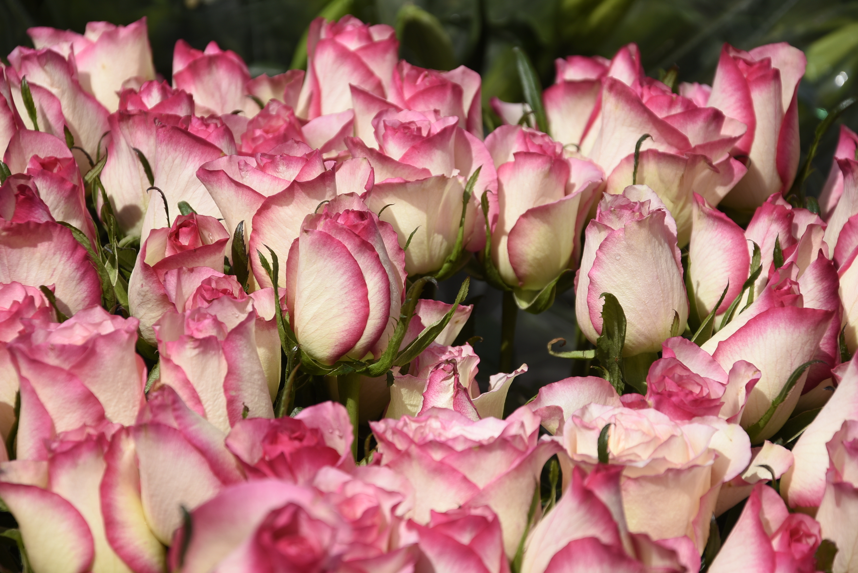 被这蓝色妖姬玫瑰花美哭了,情人节这样送玫瑰,表白心爱的女生才不会