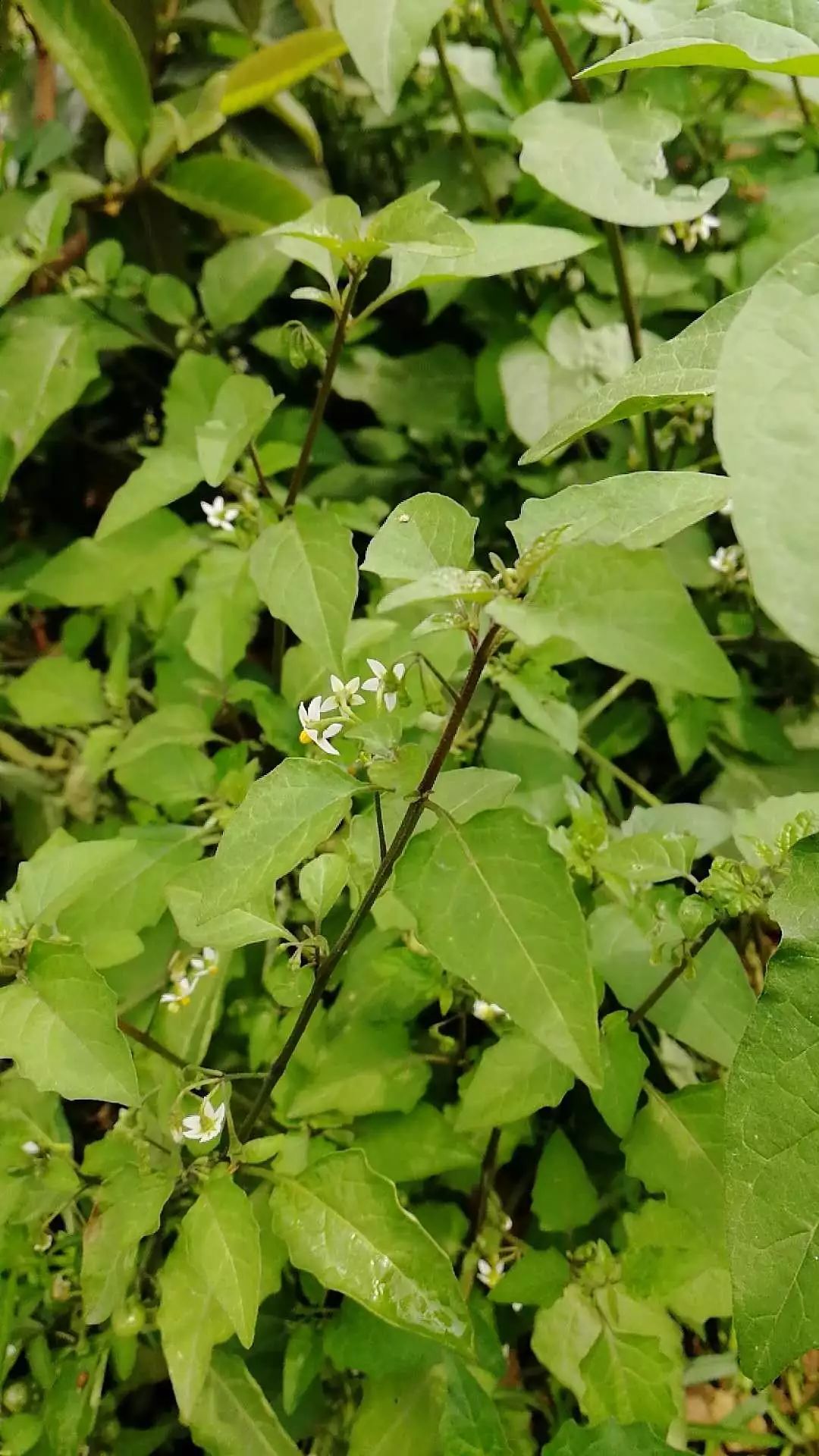 这种草称: 百花菜,又名"珍珠菜".
