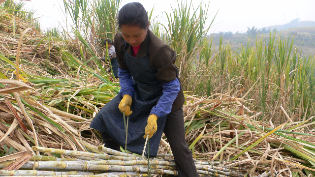 在广西砍甘蔗的越南人男女同吃同住其乐融融
