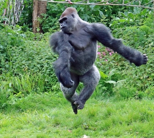 机器学习帮助精确分析黑猩猩行走特征
