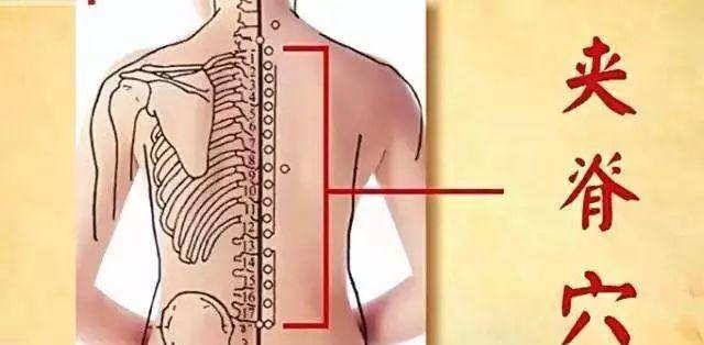 夾脊在背腰部,當第一胸椎至第五腰椎棘突下兩側,後