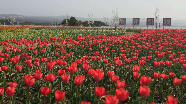 家門口的花海龍潭被鬱金香包圍你去了