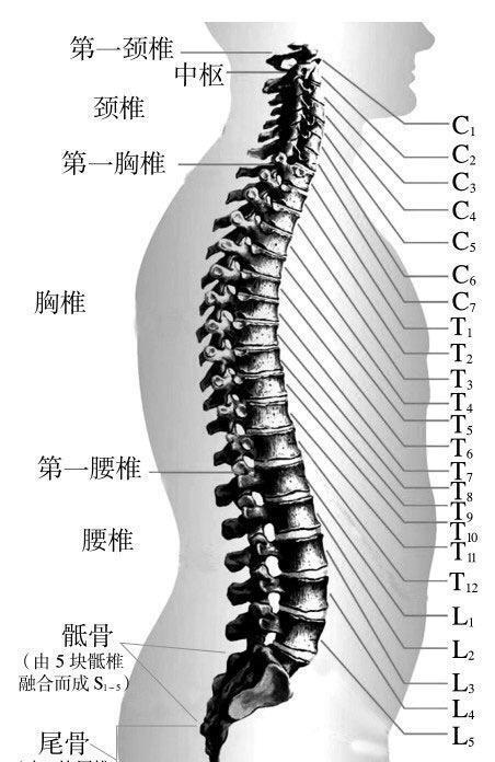 脊椎第十二节位置图图片