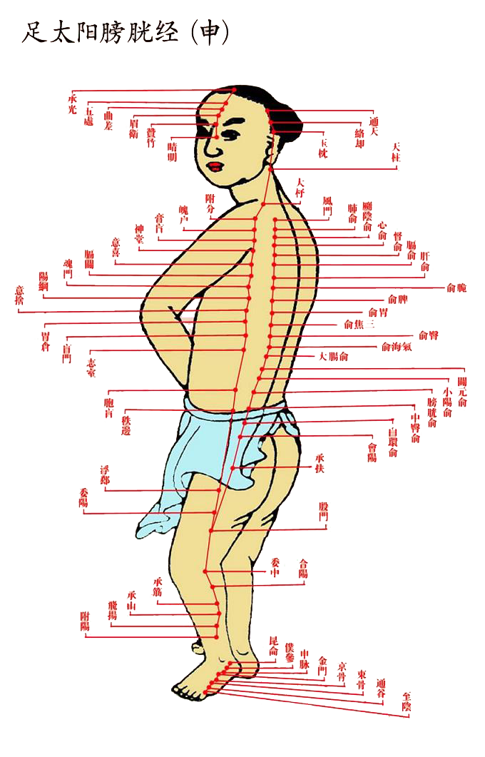 防止衰老一定要保护好这条有着60多个穴位的经脉