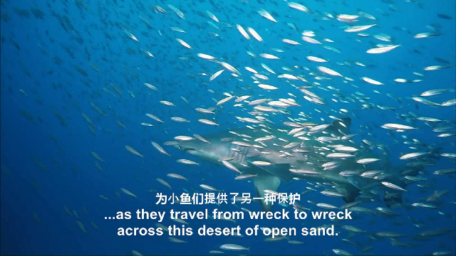 深海之中许多小鱼心甘情愿的跟着鲨鱼混这是有原因的