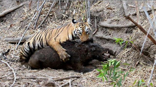 实拍大老虎瞬间捕捉野猪