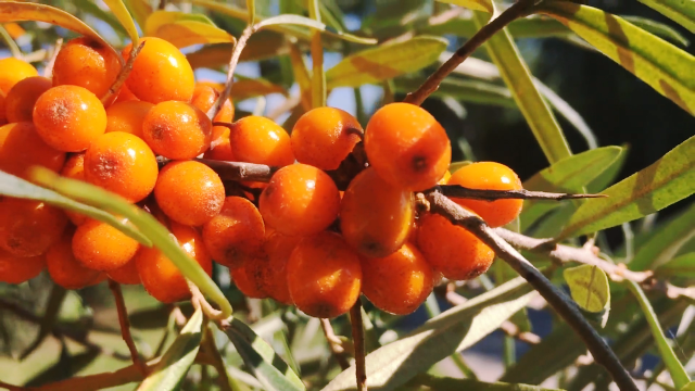 农村这一野果植物,被农民称为"酸溜溜",维生素c含量极高