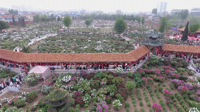 曹州百花園的牡丹已陸續綻放一段航拍視頻邀您空中賞牡丹