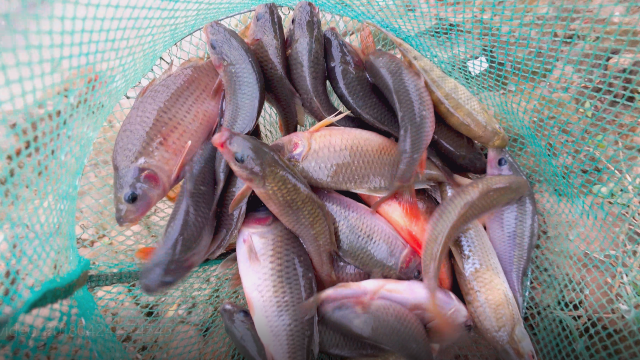 看看别人家野钓的鱼三个小时不到能钓上三斤的禾花鲤