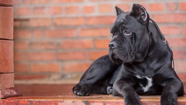 一品带刀侍卫卡斯罗犬