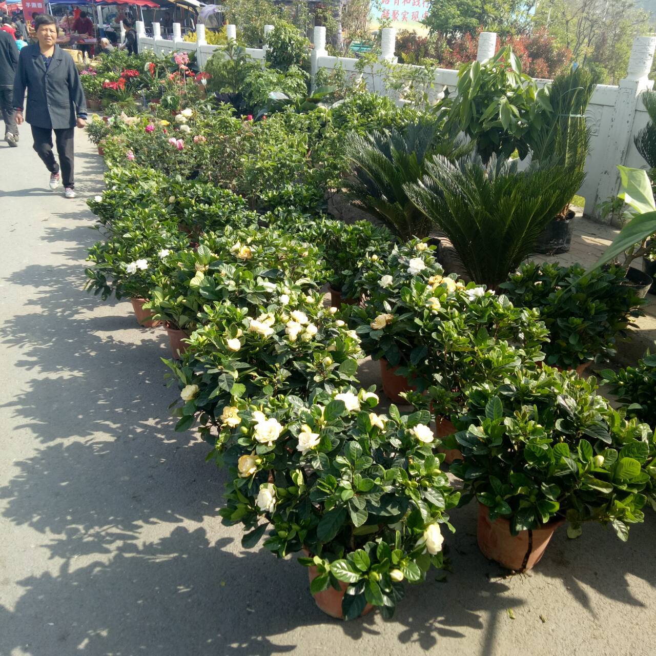 三农拍拍:庙会上的花卉市场,有我特别喜欢的盆花!