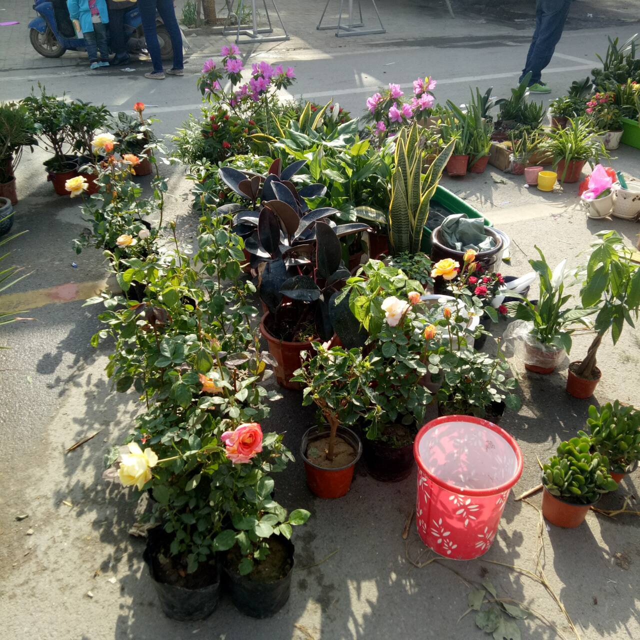 三农拍拍:庙会上的花卉市场,有我特别喜欢的盆花!