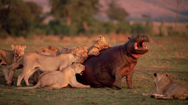 视频7只狮子捕捉河马