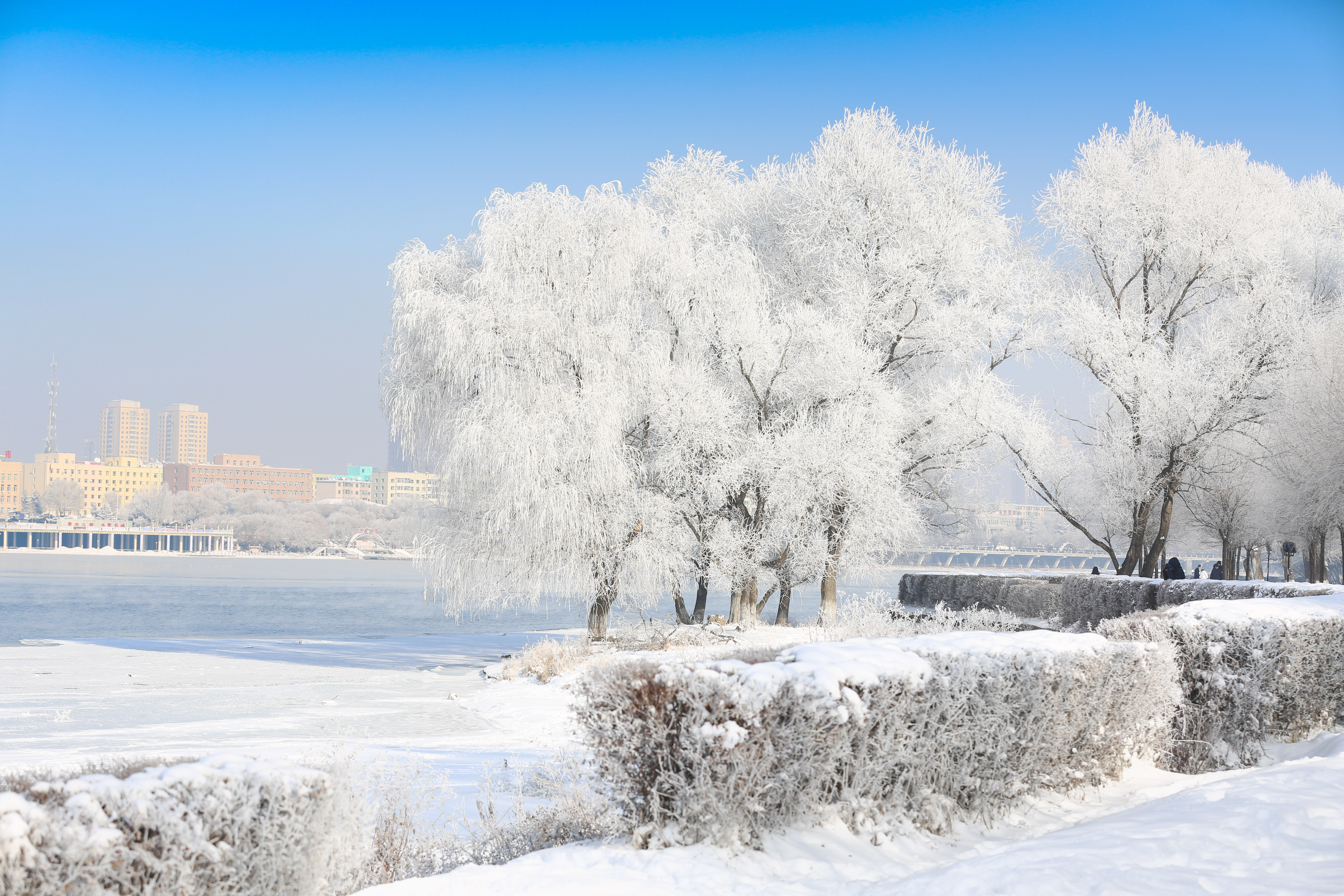 故乡的雾凇故乡的情