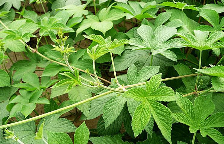 葎草是一种攀援性草本植物,在农村人们称葎草为拉拉秧,可能因为葎草