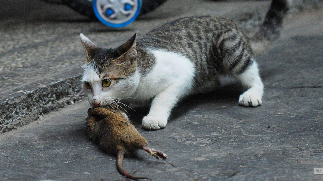 猫为什么捉老鼠你知道吗原来还有这么一段故事