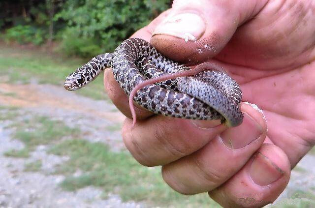 但千万不能拿针这类铁器刺蛇尾,蛇一旦被铁器所伤,毒性剧增,此时毒蛇