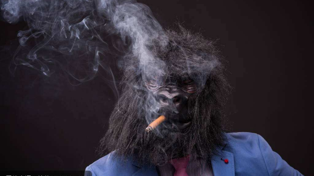 愤怒游客经常投喂香烟猩猩熟练点火抽烟染上烟瘾