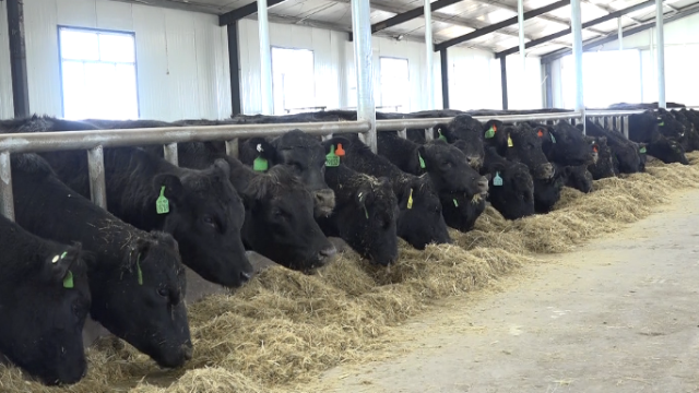 黑龙江省孙吴县打造安格斯肉牛养殖第一县