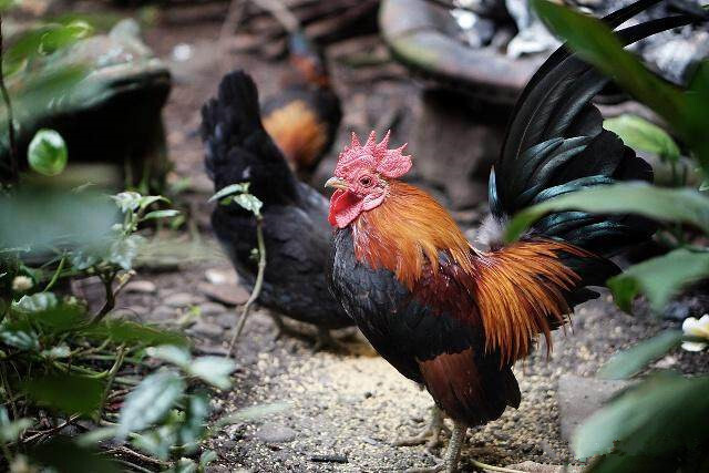 怎样把一只家鸡养成凤凰的样子呢教大家一种方法