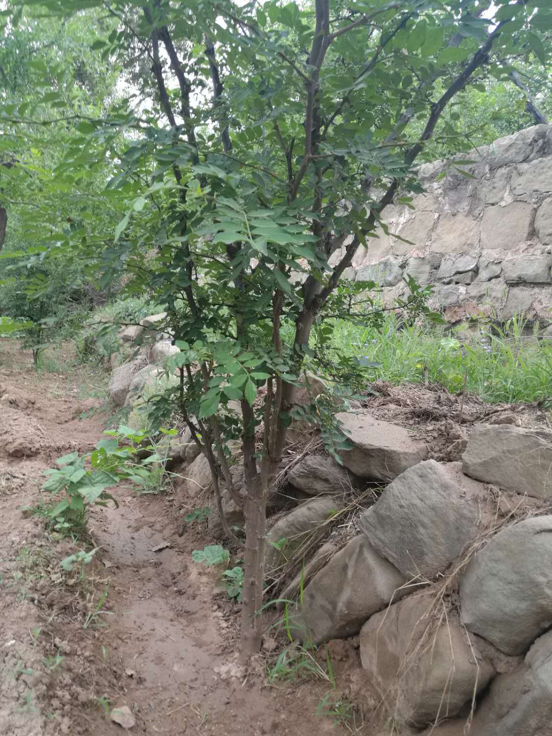 花椒是生活中的不可缺少的調料之一,你知道花椒是怎麼來的嗎