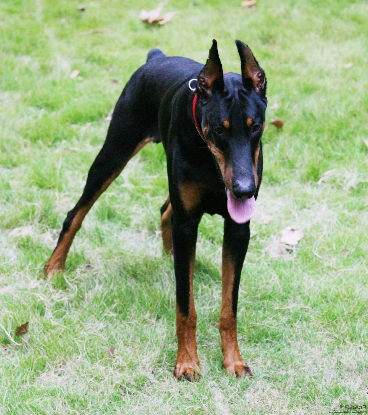 肌肉丰满发达的杜宾犬既可以训练成护卫犬也可以成为伴侣犬__凤凰网