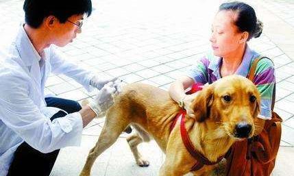 一位专业养狗人的心得，这样养出来的狗都是神犬！_凤凰网