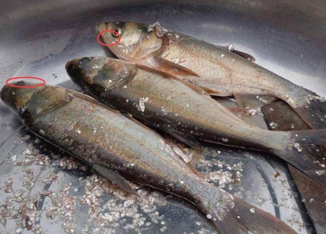 清蒸的鱼腥味特别重饭店大厨教你一招,去掉这个部位鱼腥味全无__凤凰