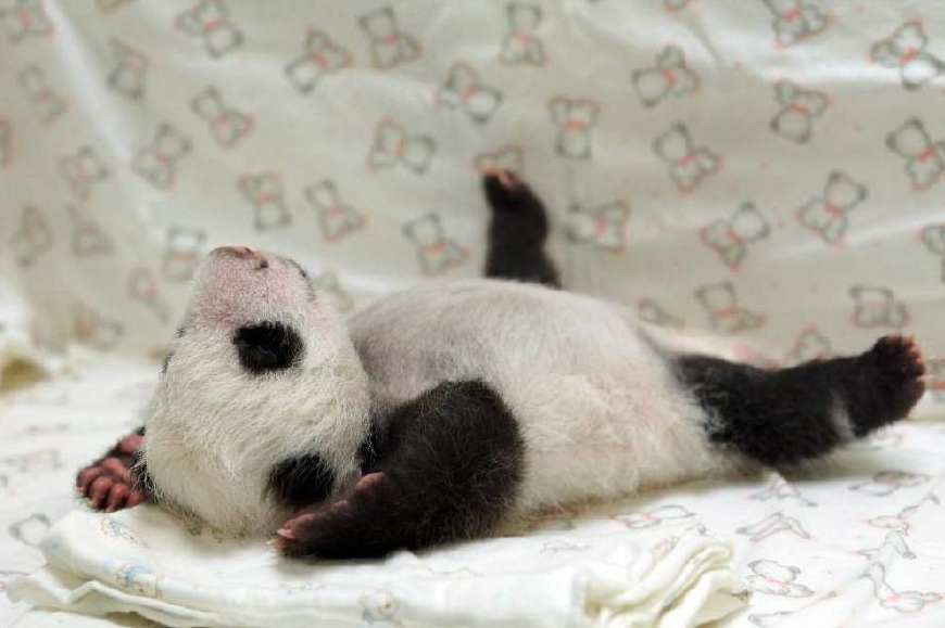 熊猫最新睡姿了解一下_凤凰网科技_凤凰网