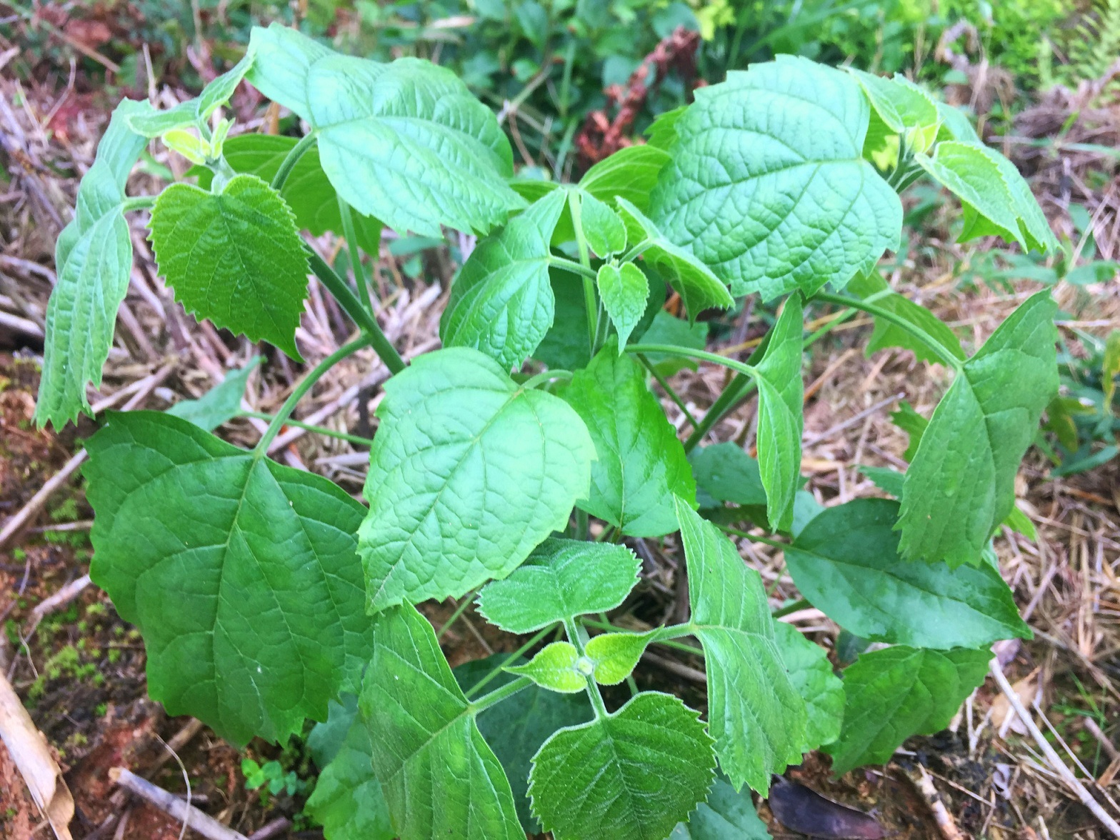 这种植物不简单,文天祥赞它"状元红",农村人称它"风湿草"