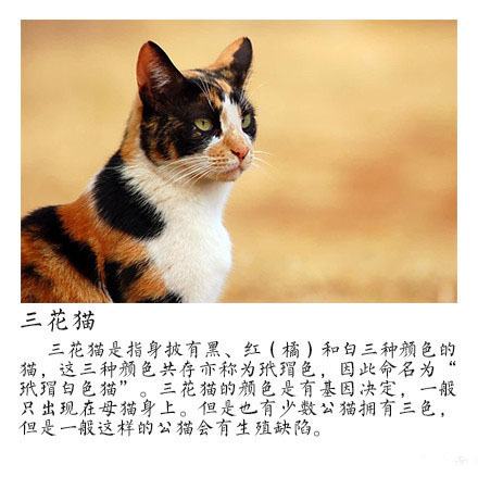 中国本土猫的种类你了解多少?