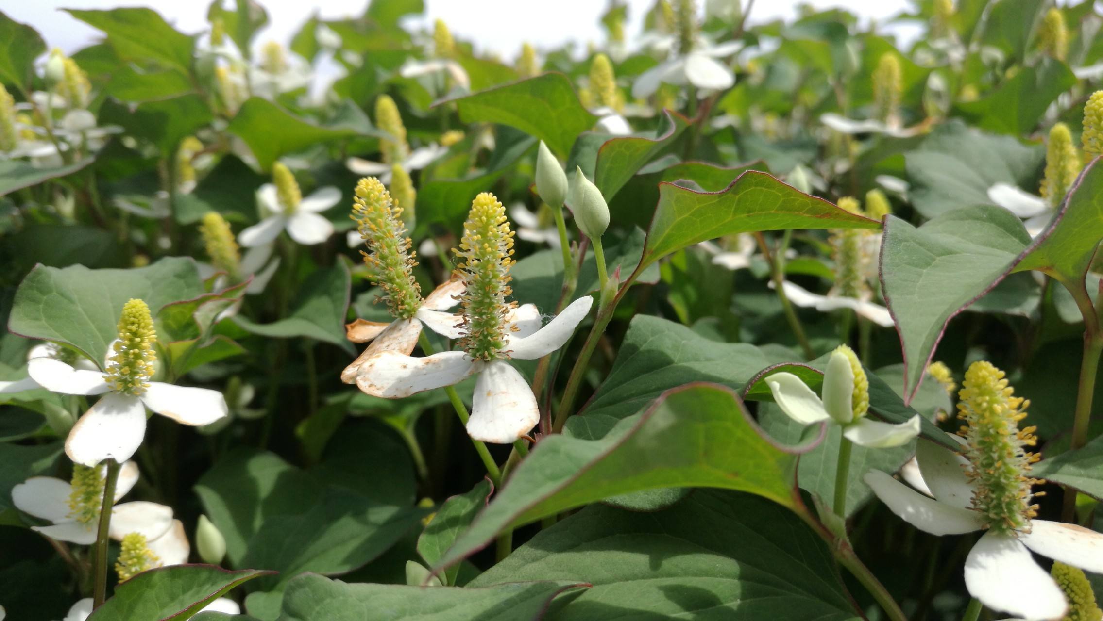 用最便宜的方式治鼻炎,几块钱就能治好鼻炎