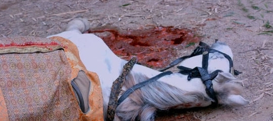 历史上这个女人心到底有多狠,"驯马"一事上便能看出,李世民都比不过她