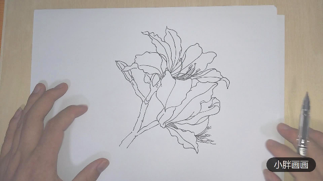 赶紧学起来线描紫荆花