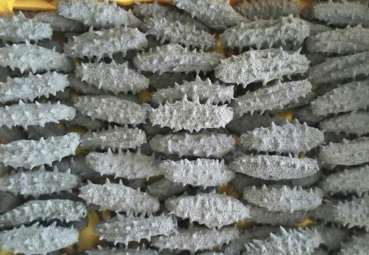 有哪些海参的专业术语?