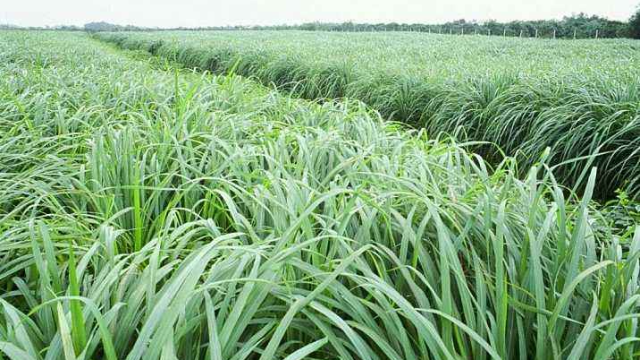 农村种植香茅草香料田间中耕除草覆膜肥水虫害管理