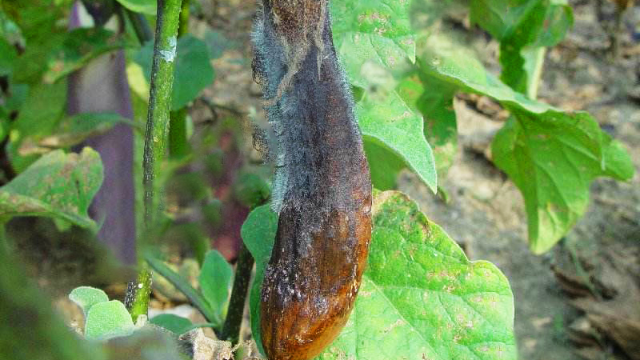 菜农种植茄子发生黑根霉果腐病,其症状识别及农业防治