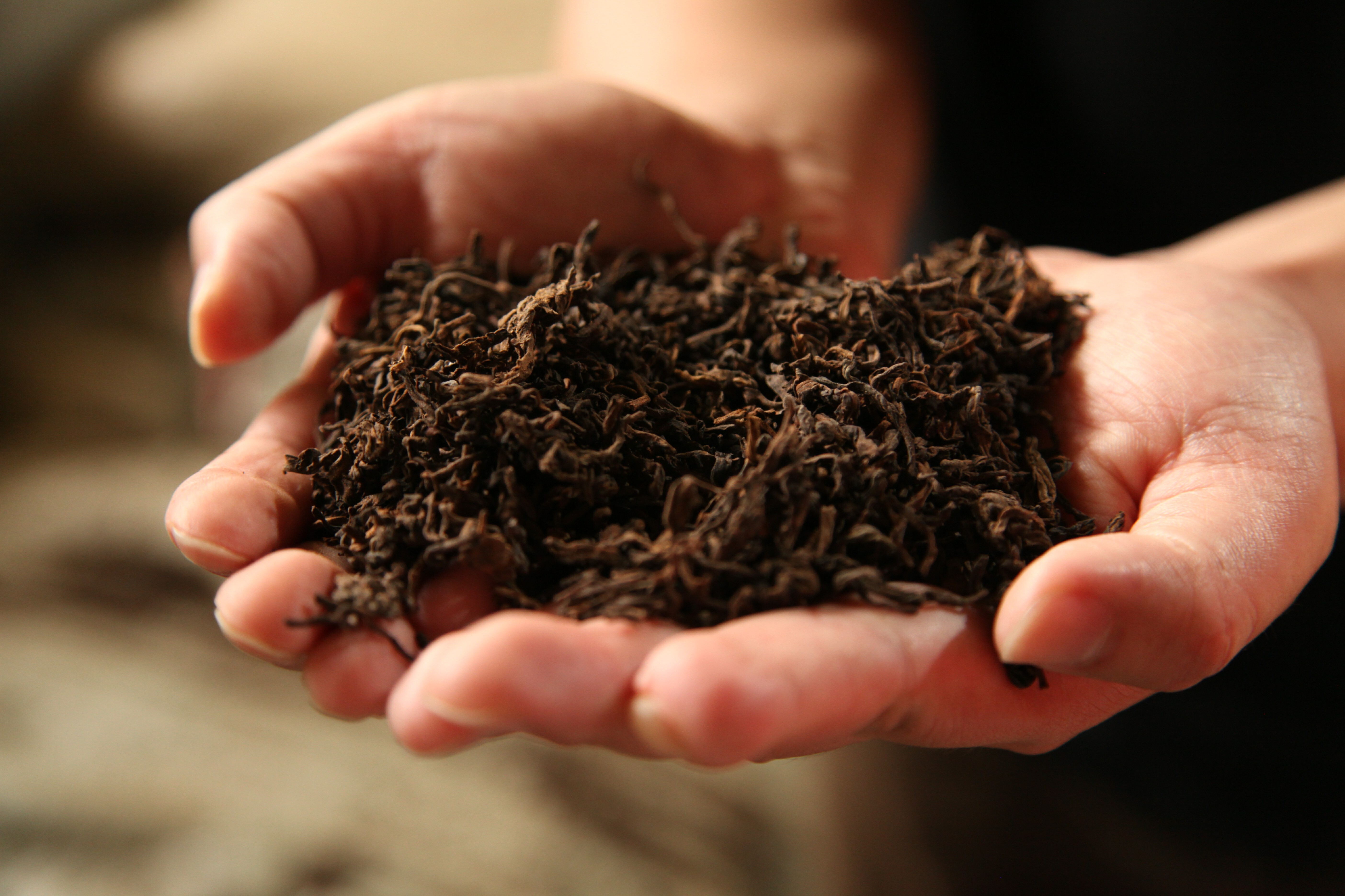 福海熟茶发酵的秘密 | 分级,分区发酵让口感更醇正