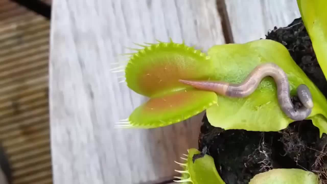 植物界的霸王龍!看食人花怎麼捕食!