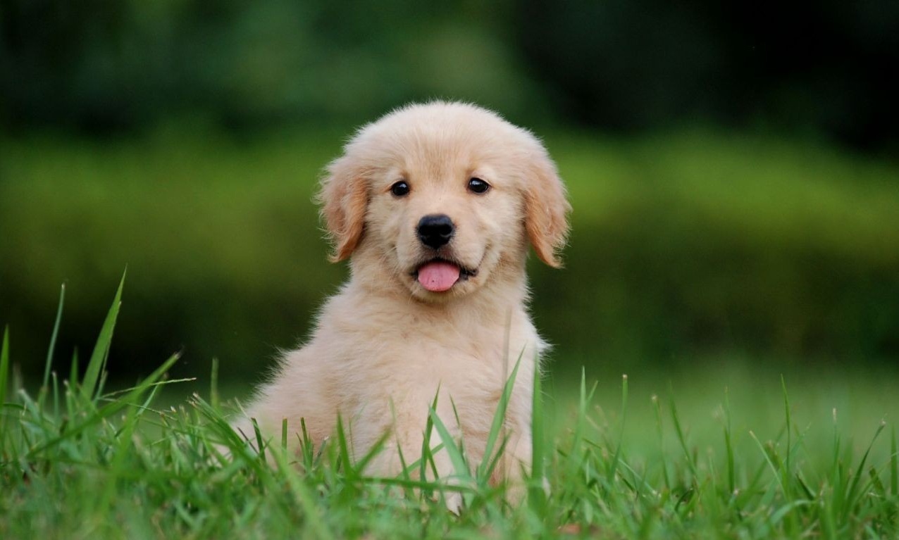 教你如何挑选一只健康纯正的金毛__凤凰网