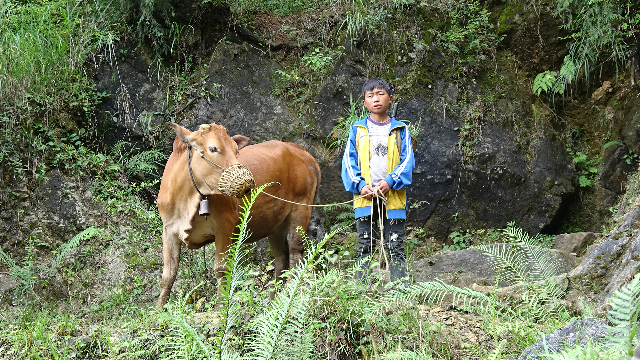 13岁男孩与牛为伴进入深山后中饭都不吃莫非放牛有瘾