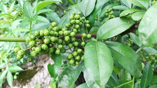 雲南滿澤花椒產地昭通炎山花椒青麻椒種植基地