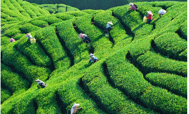 "桐柏山"中原茶乡的发源地