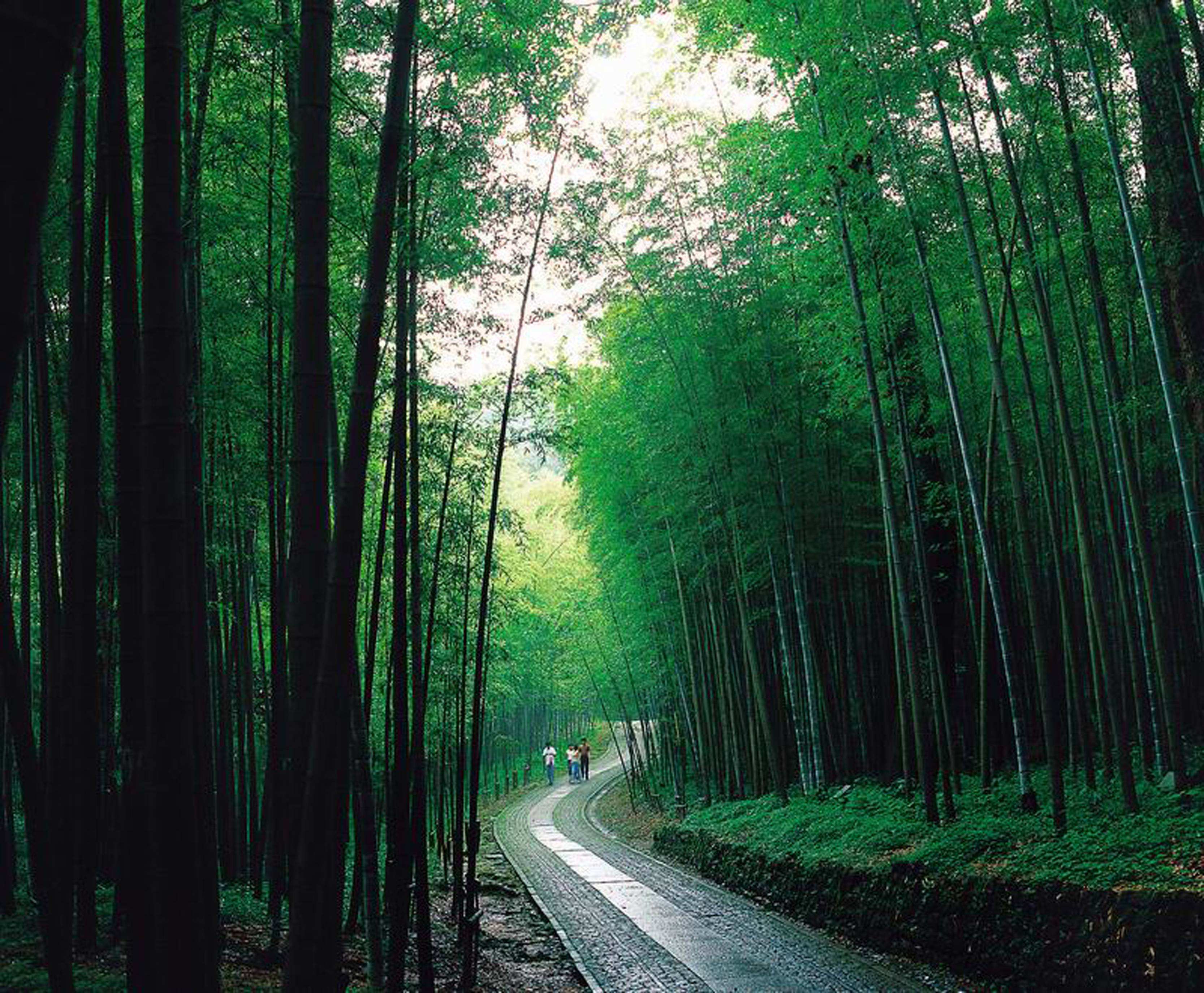 省级风景名胜:湖北咸宁星星竹海景区__凤凰网