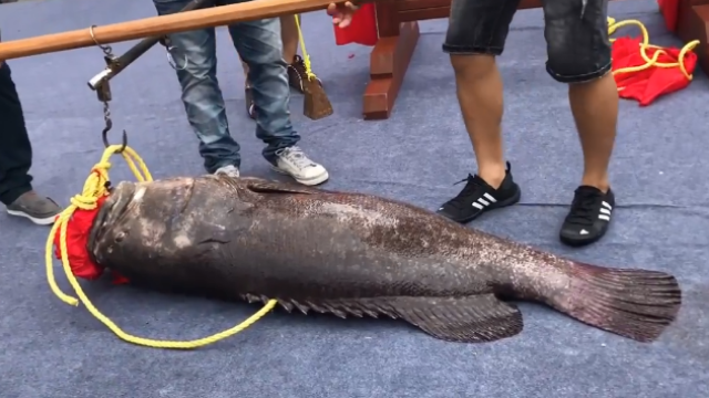 广西北海152斤罕见龙顶鱼王拍出27万高价