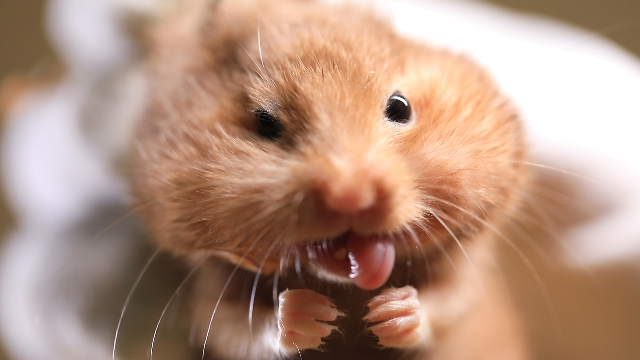 主人发现自家仓鼠的嘴巴好像是被蜜蜂蛰过,结果令人啼笑皆非