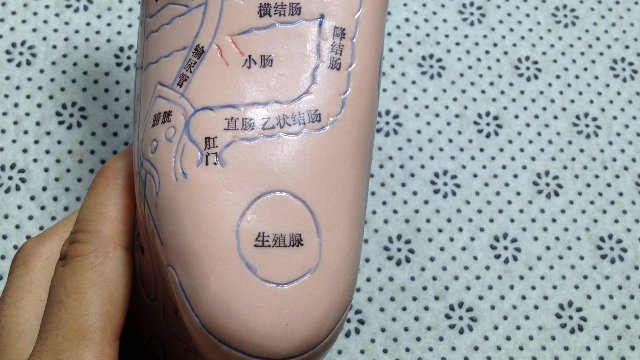 嘴巴长痘是内分比失调按摩脚后生殖腺反射区可缓解症状