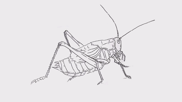 蟋蟀的画法可爱图片